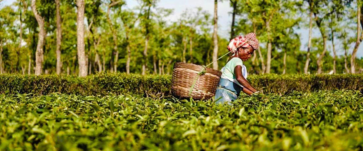 SIKKIM'S ORGANIC FLUSH TEA 27,000 रु. प्रति किलो में बिक रही, रिकॉर्ड बिक्री