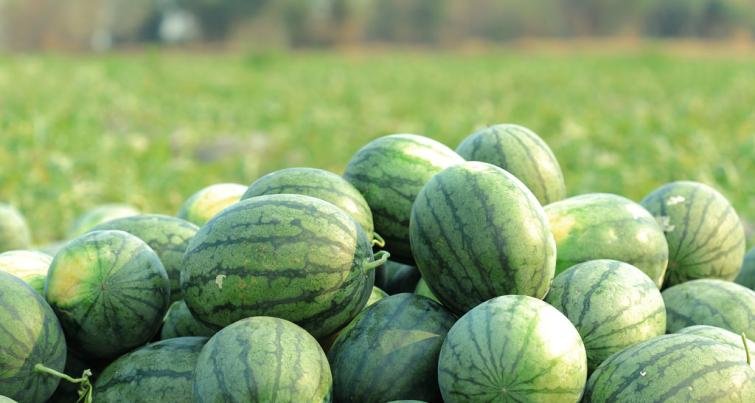 Watermelon Adulteration : कैसे पता लगाएं तरबूज प्रदूषित तो नहीं